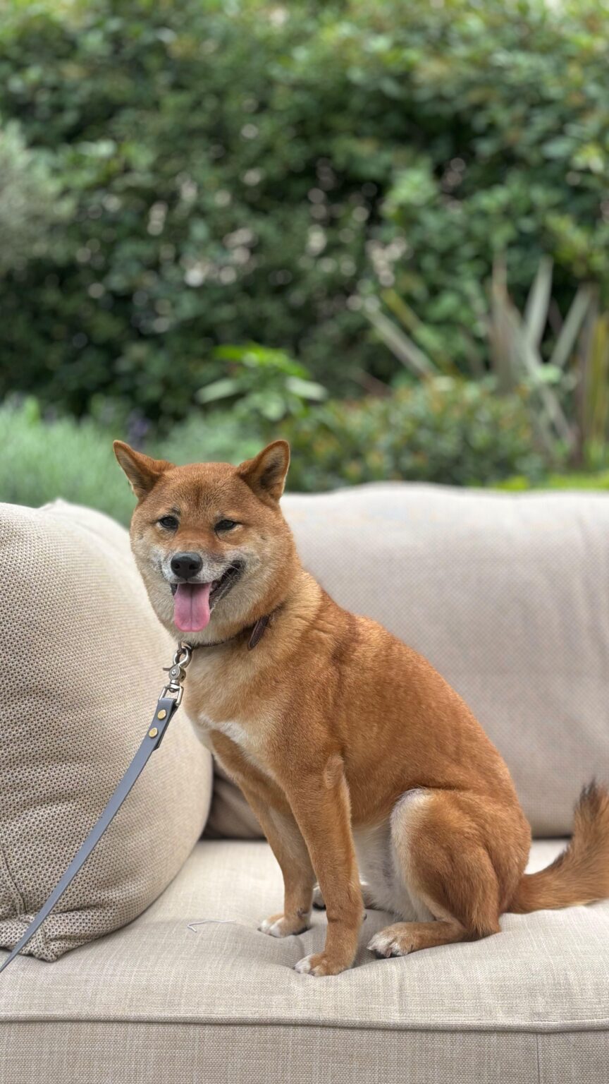 Shiba In Kosovo