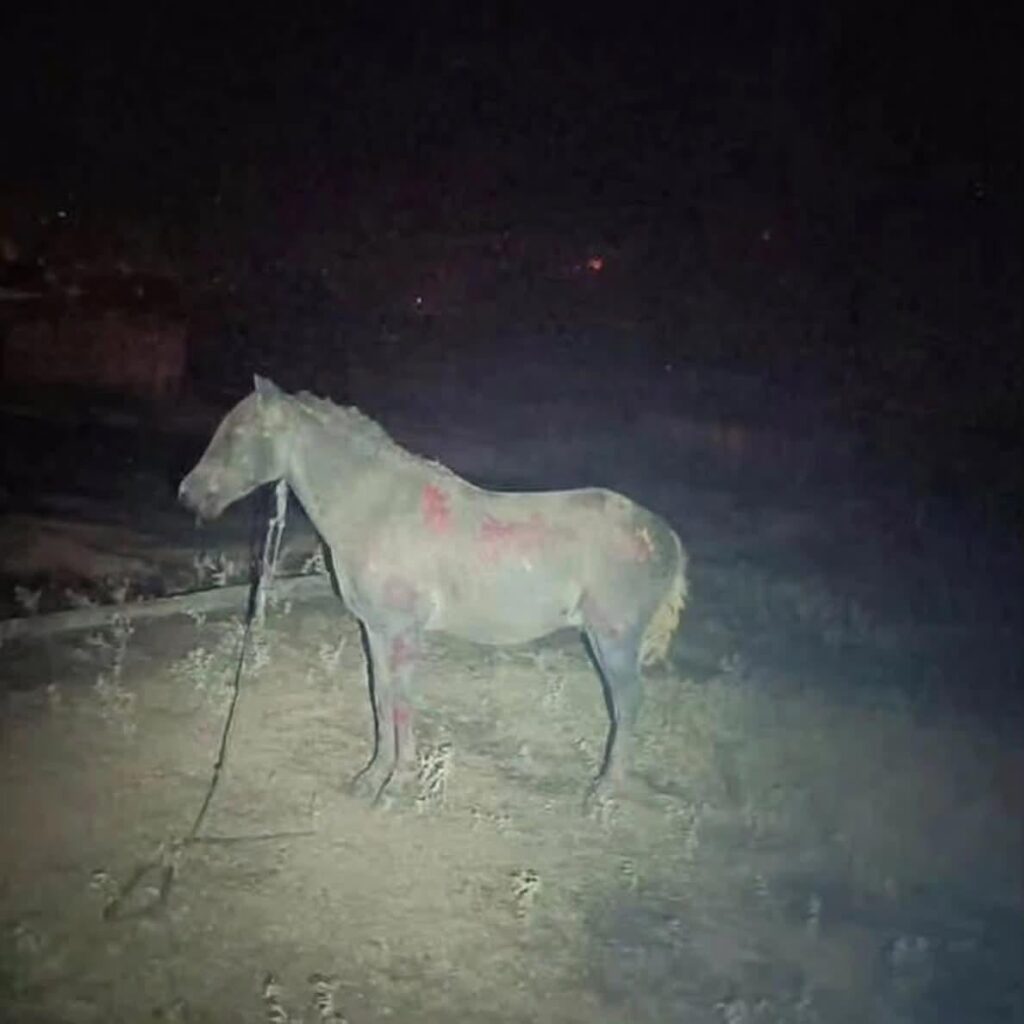 Tied a horse and let it burn