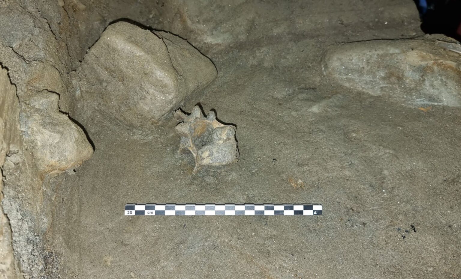 Lost Arctic World Unveiled 75,000 Year Old Animal Remains Found In Norway