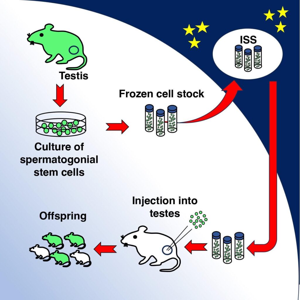 Space mice babies: Stem cells cryopreserved in space produce healthy offspring
