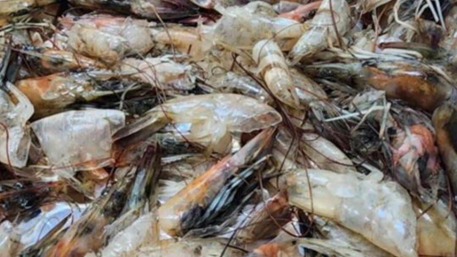 UAE turns seafood waste into powerful carbon-capturing material for climate fight | This innovation offers a two-for-one solution, addressing waste management and helping to mitigate climate change.