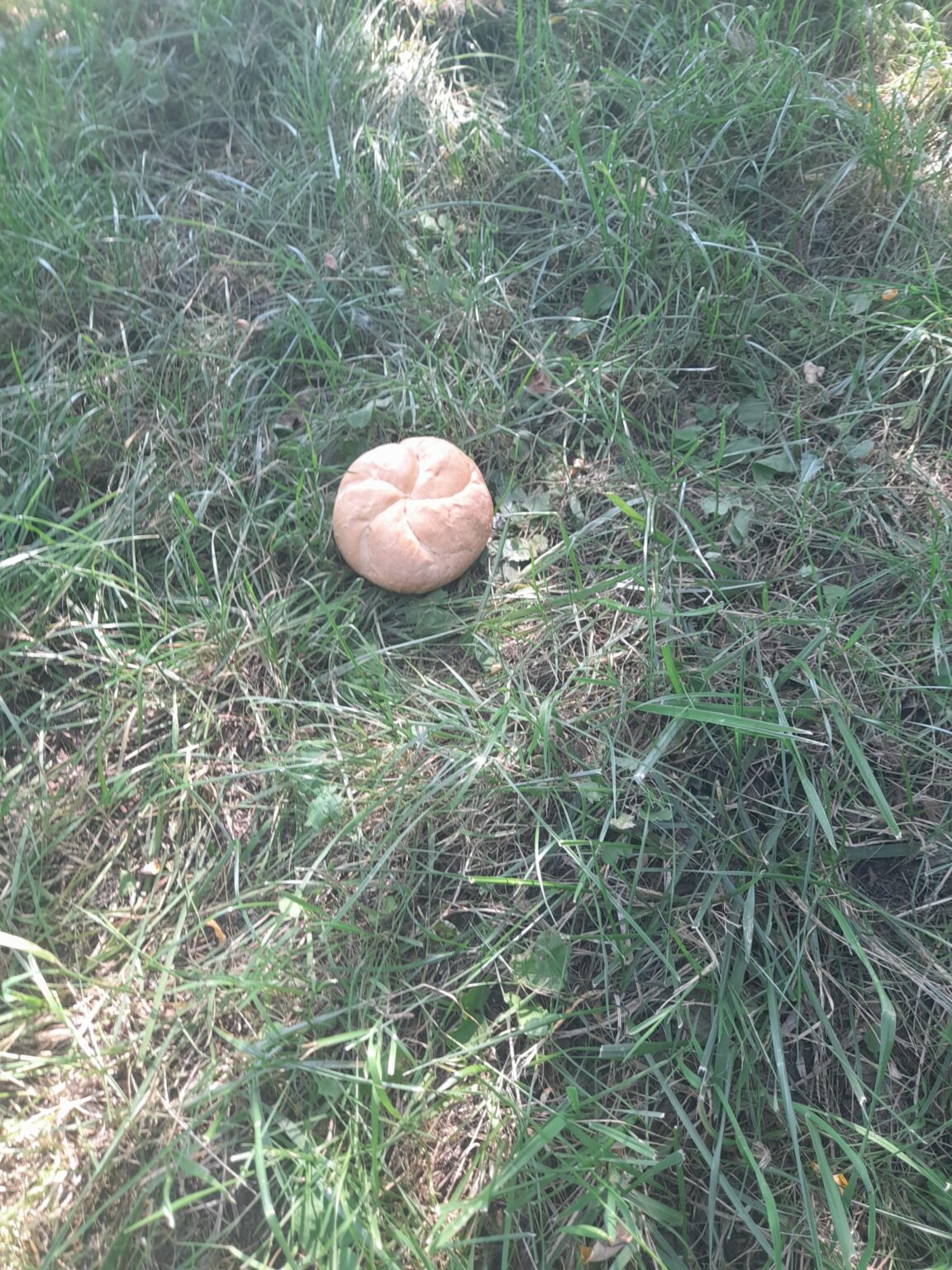 Rare mushroom