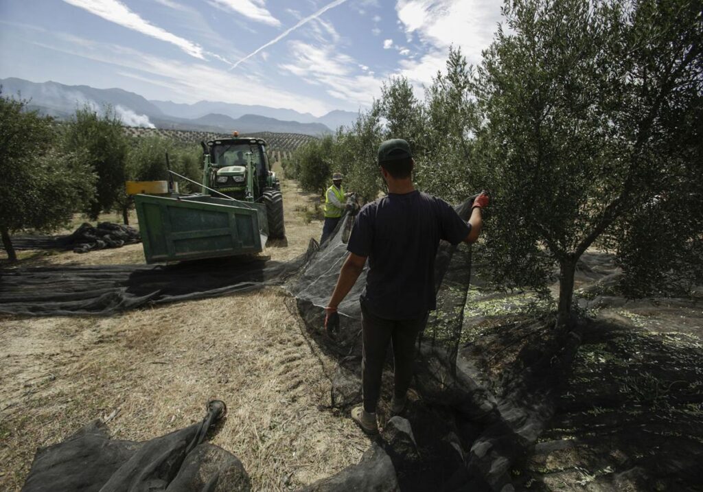 Donald Trump's tariffs hit exports in Spain: olive oil and car sales plummet by around 20%