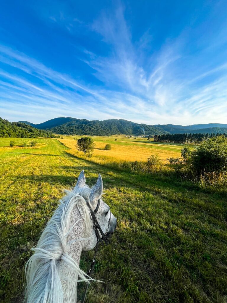 Summer in Gorski Kotar 🥰🏇🌲