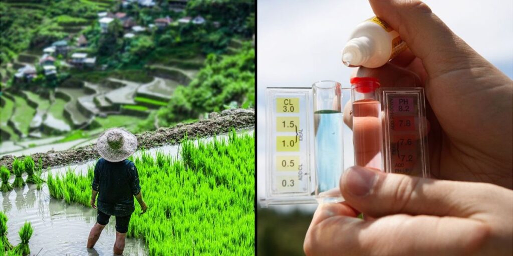 Climate change is causing arsenic levels to rise in rice. Here’s the safe switch to make. Climate change is causing arsenic levels to rise in rice. Here's the safe switch to make.