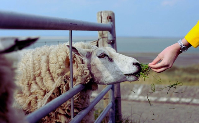 Bulgaria: Bulgaria: Strelcha Takes Precautionary Steps Against Bluetongue Disease