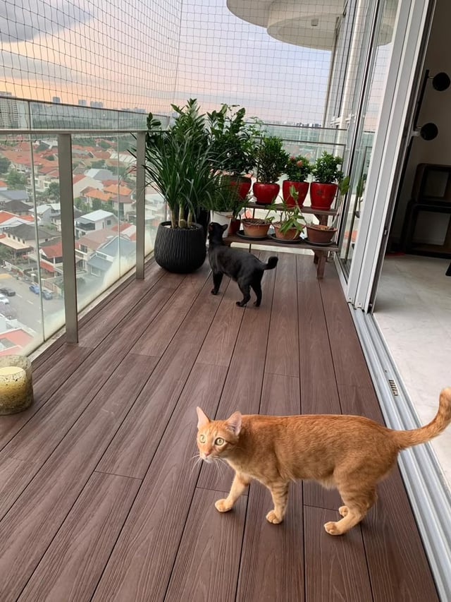 How to cat-proof my balcony and windows on Malta?