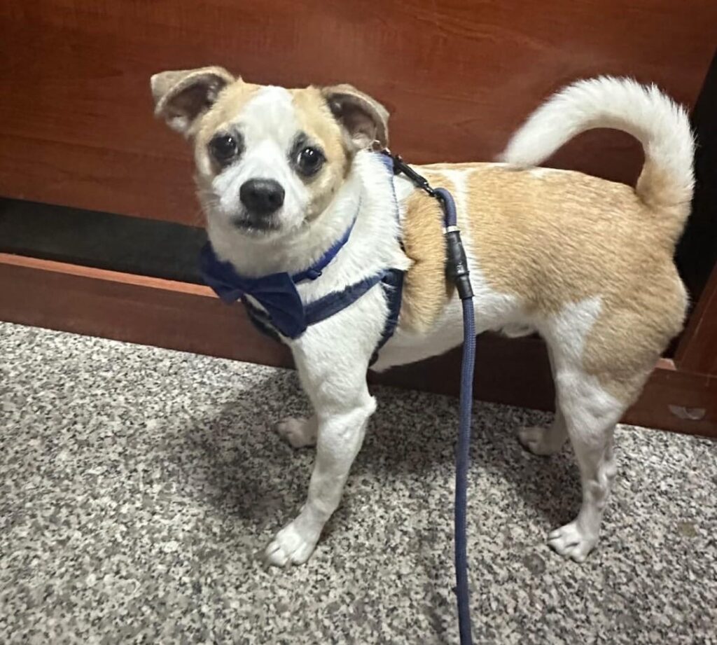 my friend has lost her dog in Batumi, it’s been three days without a trace, if you guys could please look out for this cutie and if you know anything comment below please
