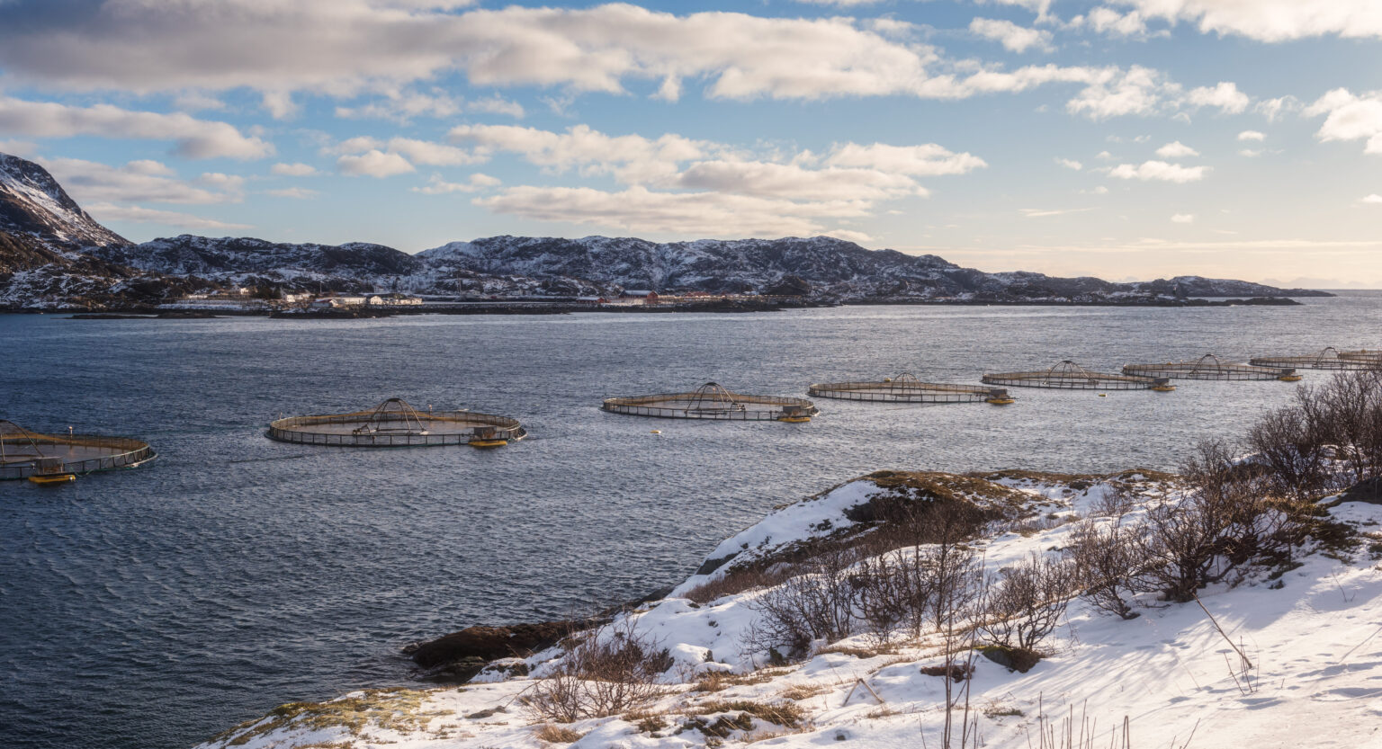 Norway salmon prices jump as European demand returns, but Chile, Scots hold steady