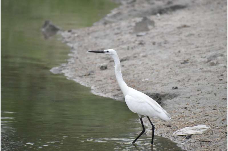 Siberian crane
