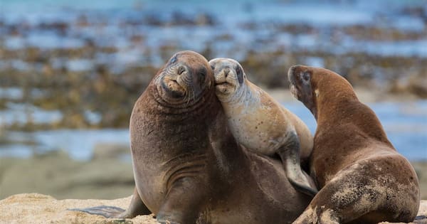 Two sea lions killed in 'incredibly upsetting' shooting in Canterbury