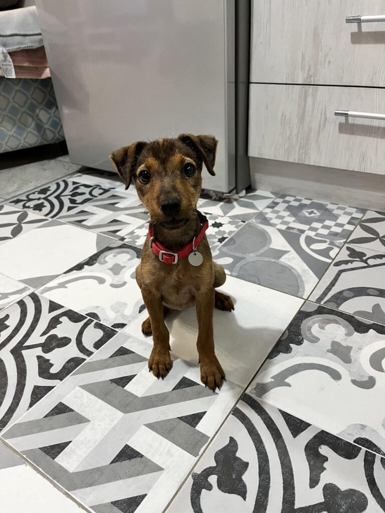 ✨ Looking for a home for a little puppy! ✨