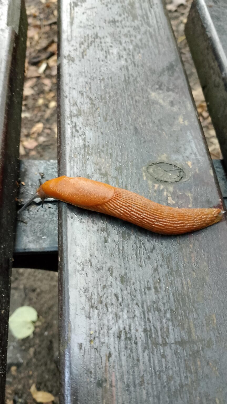 Such a friend came to me on a bench in the park.