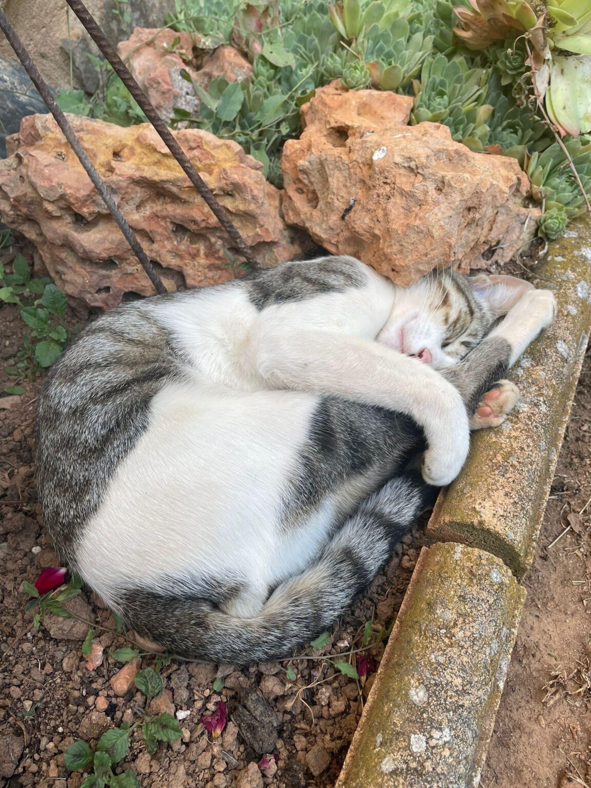 Animal centers that accept street cats