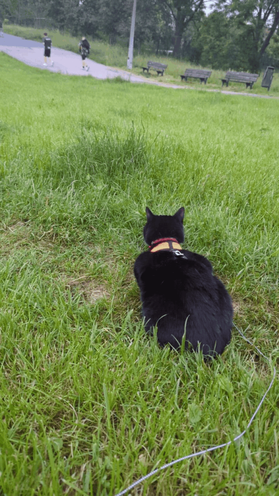 Kotł on a leash - do you lead? :)