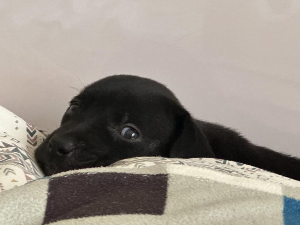 We are looking for a home of this puppy
