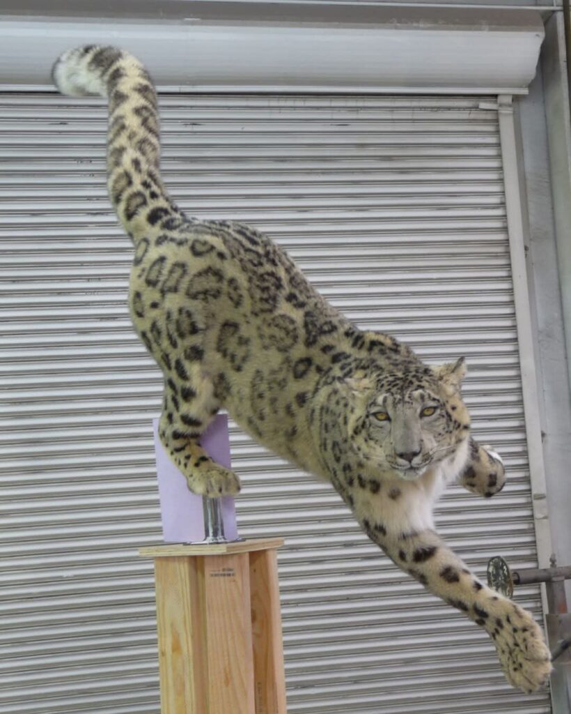 Delivery of museum exhibit - prepared snow leopard for the needs of the Regional Museum of Natural History - Plovdiv