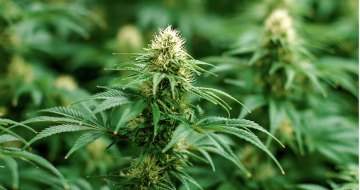 The State May Soon Pass a Cannabis Tax Cut. Critics Say It Will Cost Kids and the Environment | Lost Coast Outpost