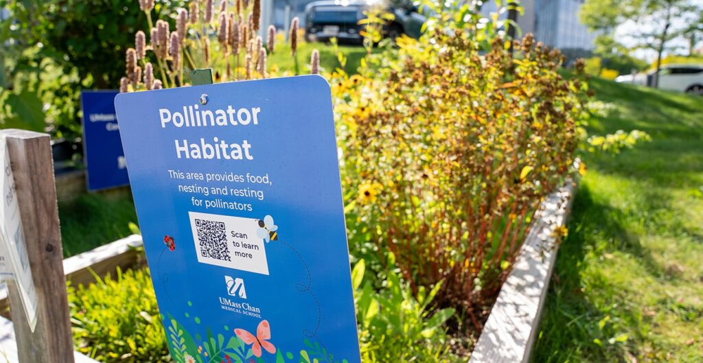 The sun-loving pollinator habitat garden along North Road on the UMass Chan campus