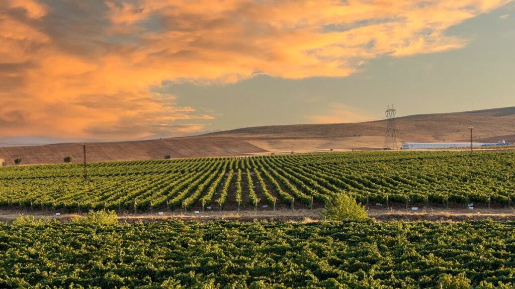 From vines to views: discover Türkiye’s top wine regions