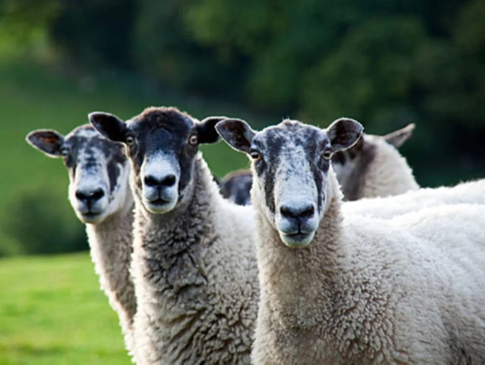 More than 260,000 sheep and goats were culled in the 12 months to August (Getty/iStock)
