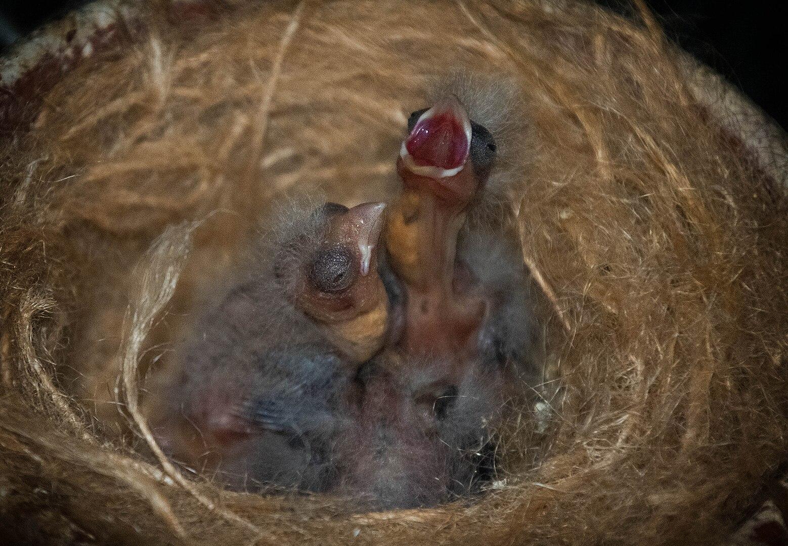 Newborn yellow canaries. Photo: Antonella Vella via Wikimedia Commons CC by SA