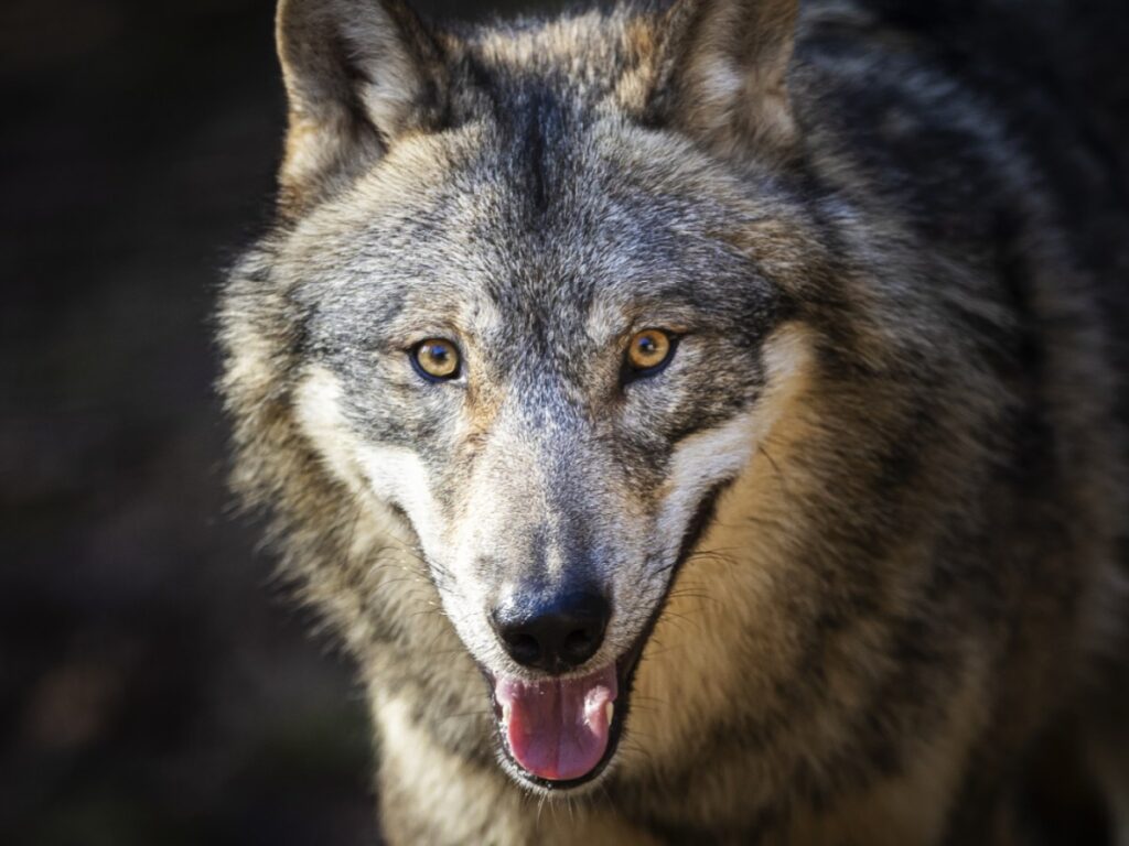 Switzerland assesses wolf pack culls