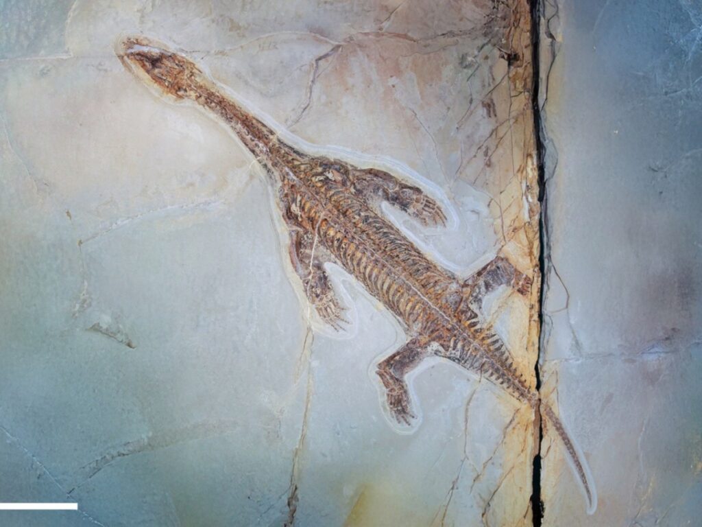 Fossil uncovered in southern Switzerland of prehistoric aquatic reptile