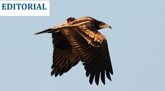 TMID Editorial: Malta’s troubling relationship with protected species