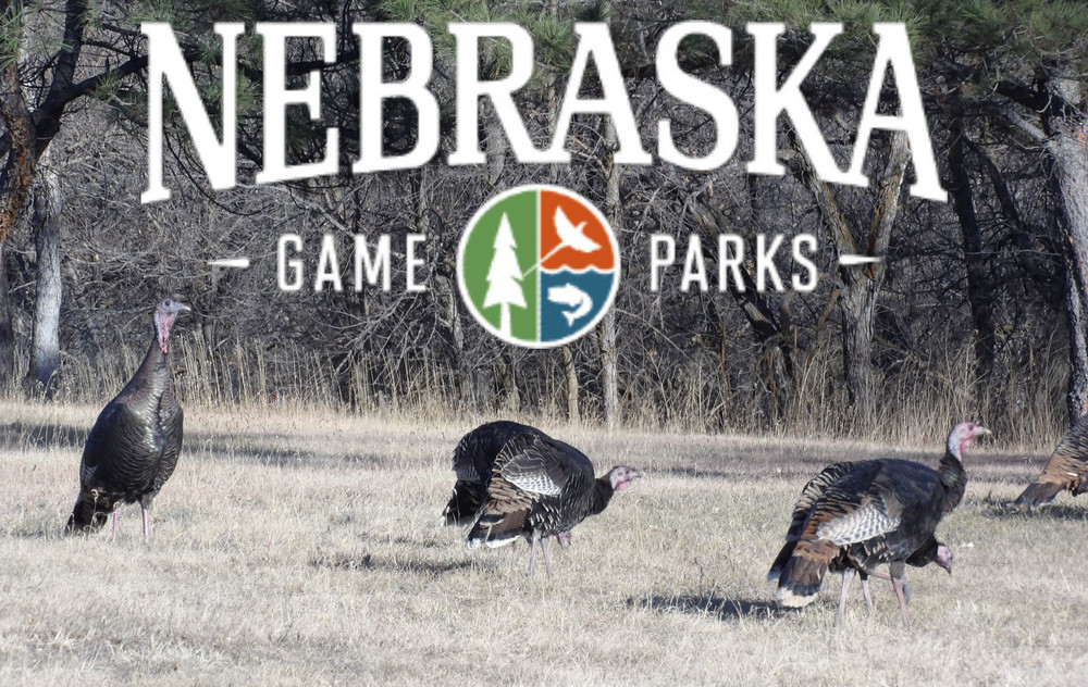 Fall Turkey Hunting Season Opens Oct. 1 – KCSR / KBPY