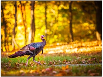 Michigan's fall turkey hunt underway; here is what you need to know