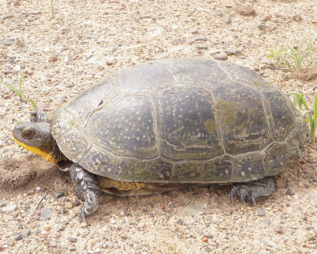 Detecting Endangered Turtles with Environmental DNA