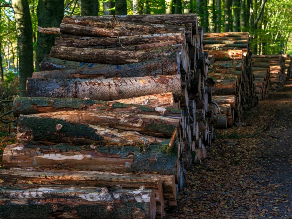 Logging’s Carbon Leak: A New Forest Management Challenge