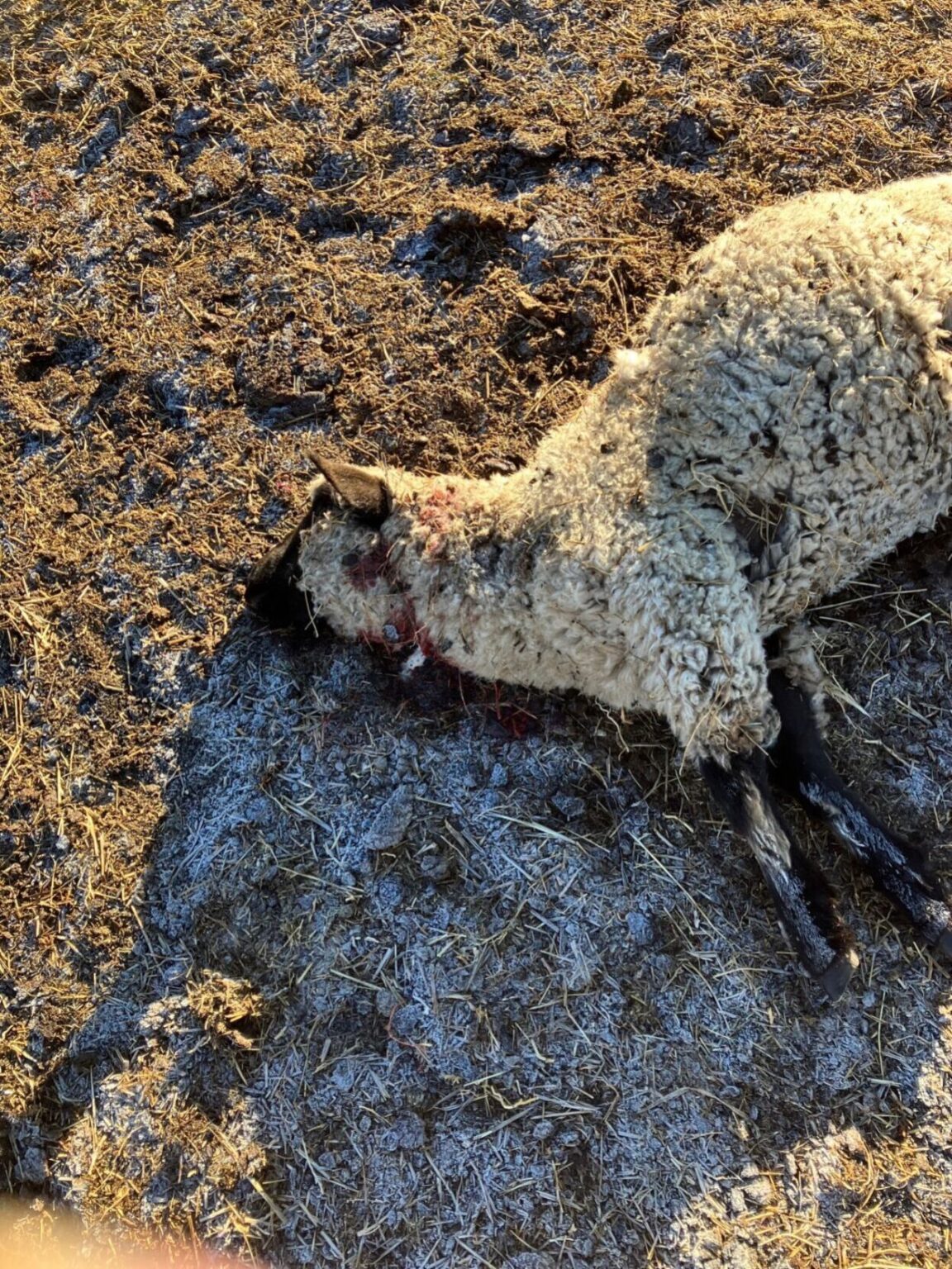Uncollared Wolf Believed Responsible for Livestock Deaths Shot by CPW