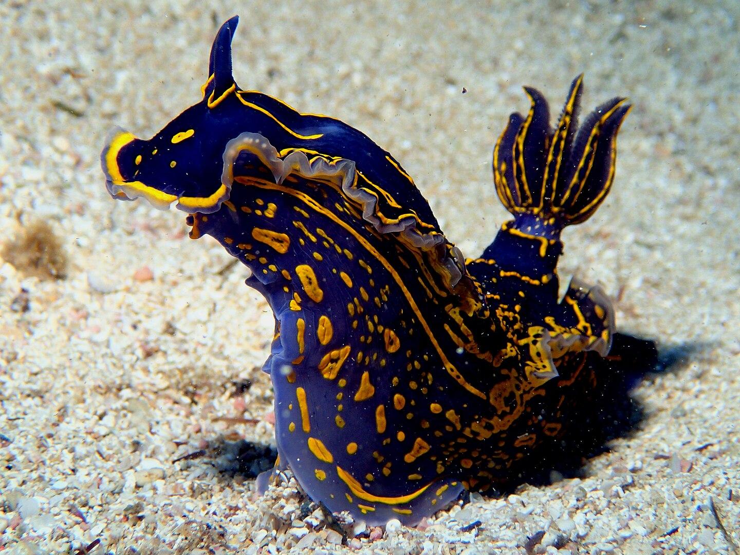 Mediterranean felimare (sea slug) Hypselodoris picta picta. Photo: David A. Agius via Wikimedia Commons CC by SA