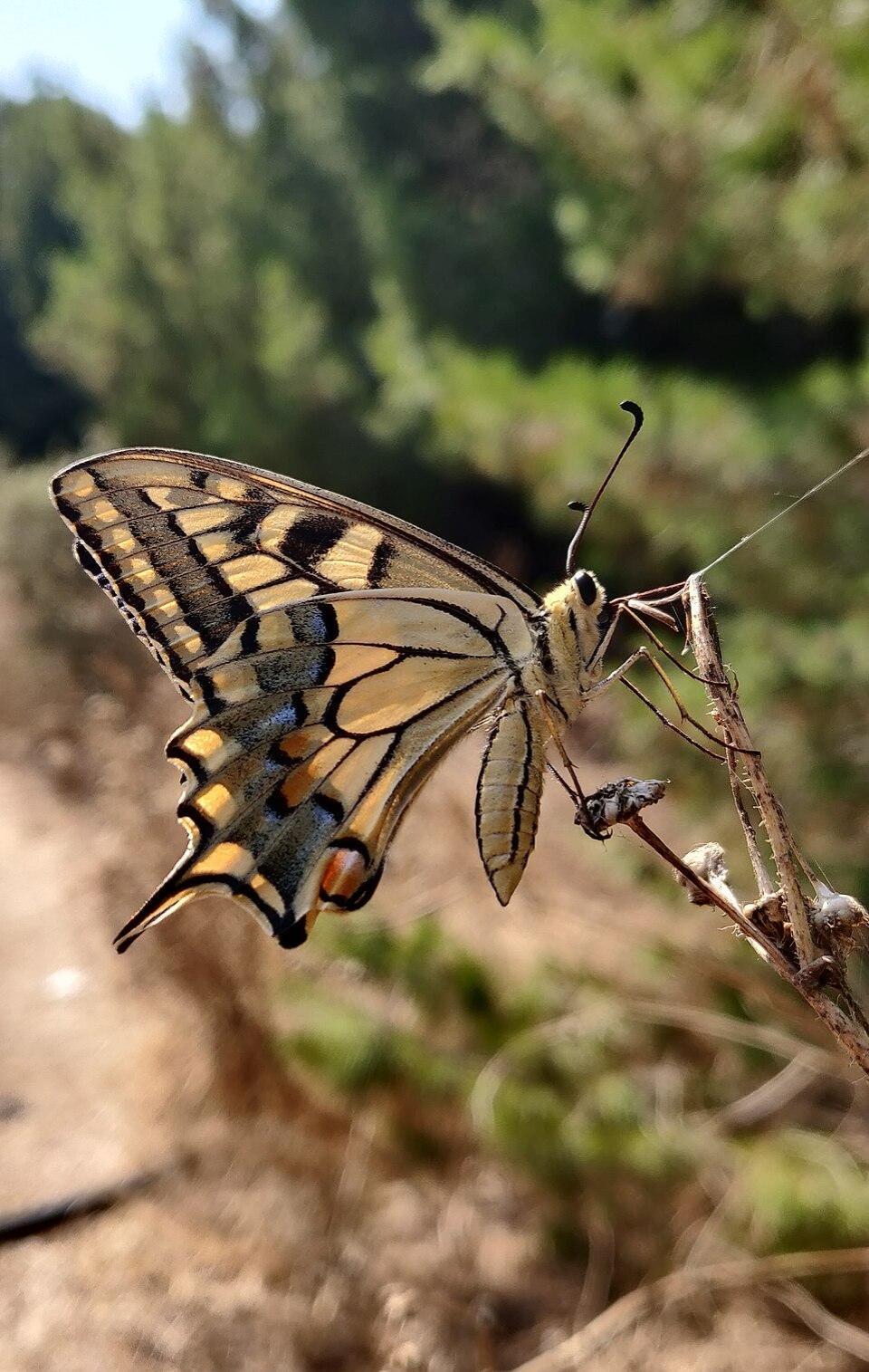 More details Swallowtail Butterfly at Wied Għollieqa. Photo: Estifor89 via Wikimedia Commons CC by SA