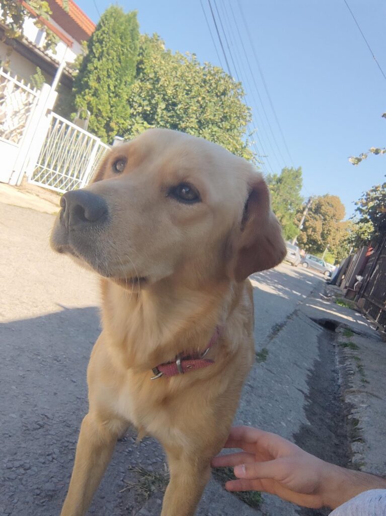 I'm looking for a home for this dog