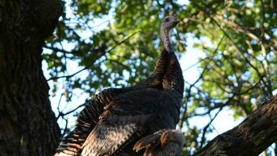 Alfalfa County commissioner accused in illegal turkey hunting case Alfalfa County commissioner accused in illegal turkey hunting case
