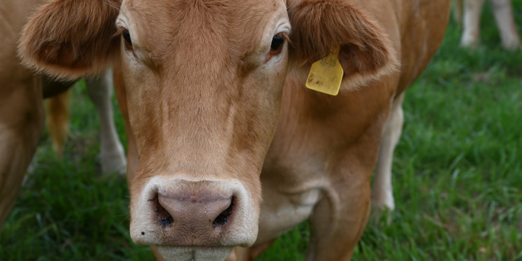Warsaw, Mo., farm breeds rare cattle from Spain