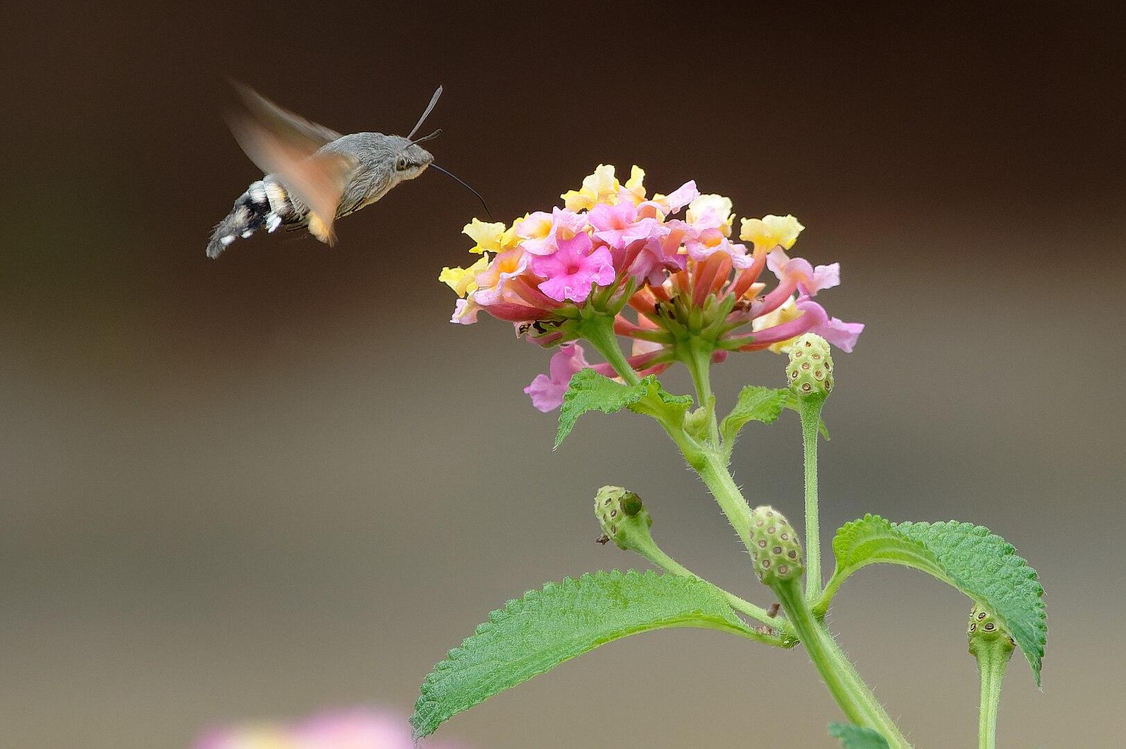 Hummingbird hawk-moth feeding on a Lantana camara. Photo: Christian Formosa via Wikimedia Commons CC by SA
