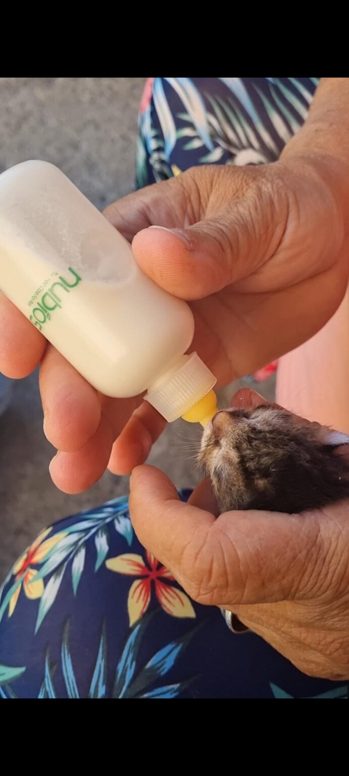 My friends posted me update for kittens, video was viral and she got a lot of hays