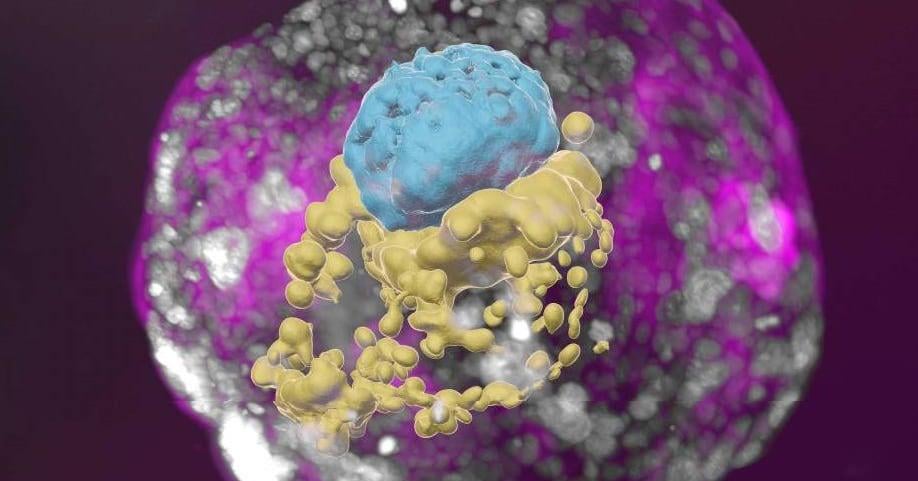 Japan advances embryo research without eggs or sperm, sparking ethical concerns