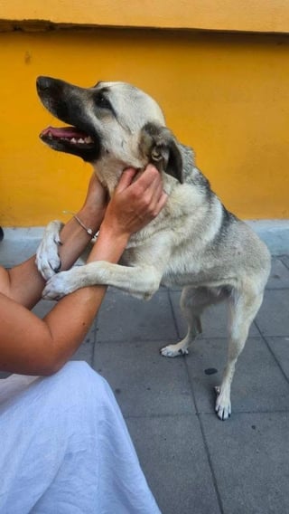 This good soul is looking for a home!