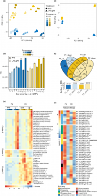 High-throughput phenotyping unlocks drought secrets in Norway spruce
