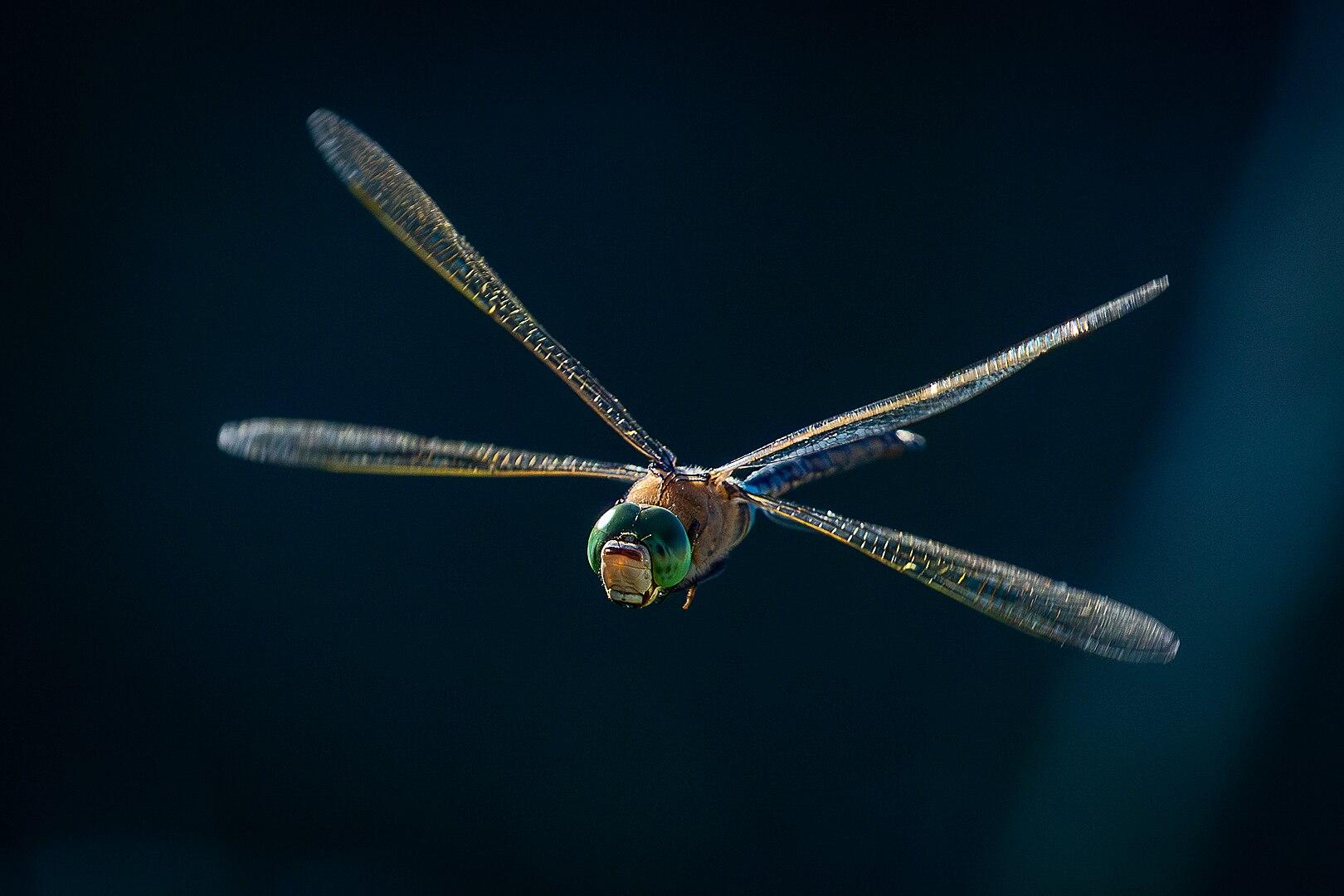 Anax imperator in mid-air. Photo: Terry Caselli Photography via Wikimedia Commons CC by SA