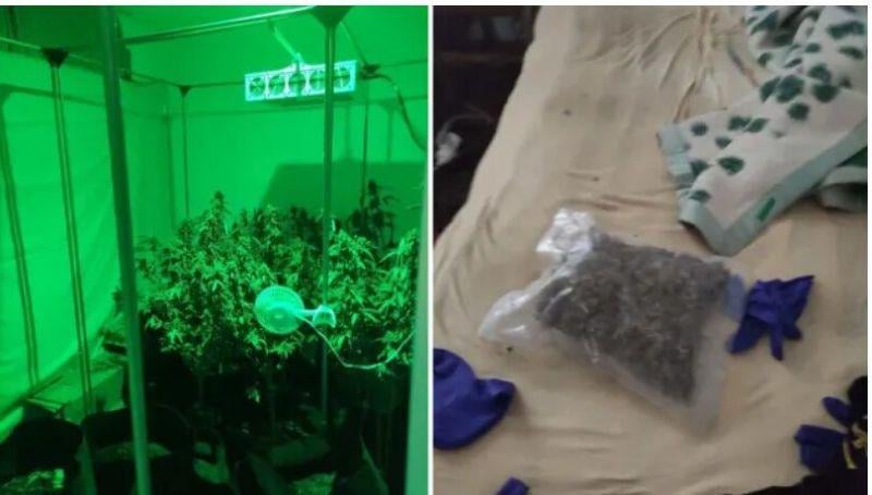Caught the son of the former boss of the special prosecutor's office with 50 kg of marijuana