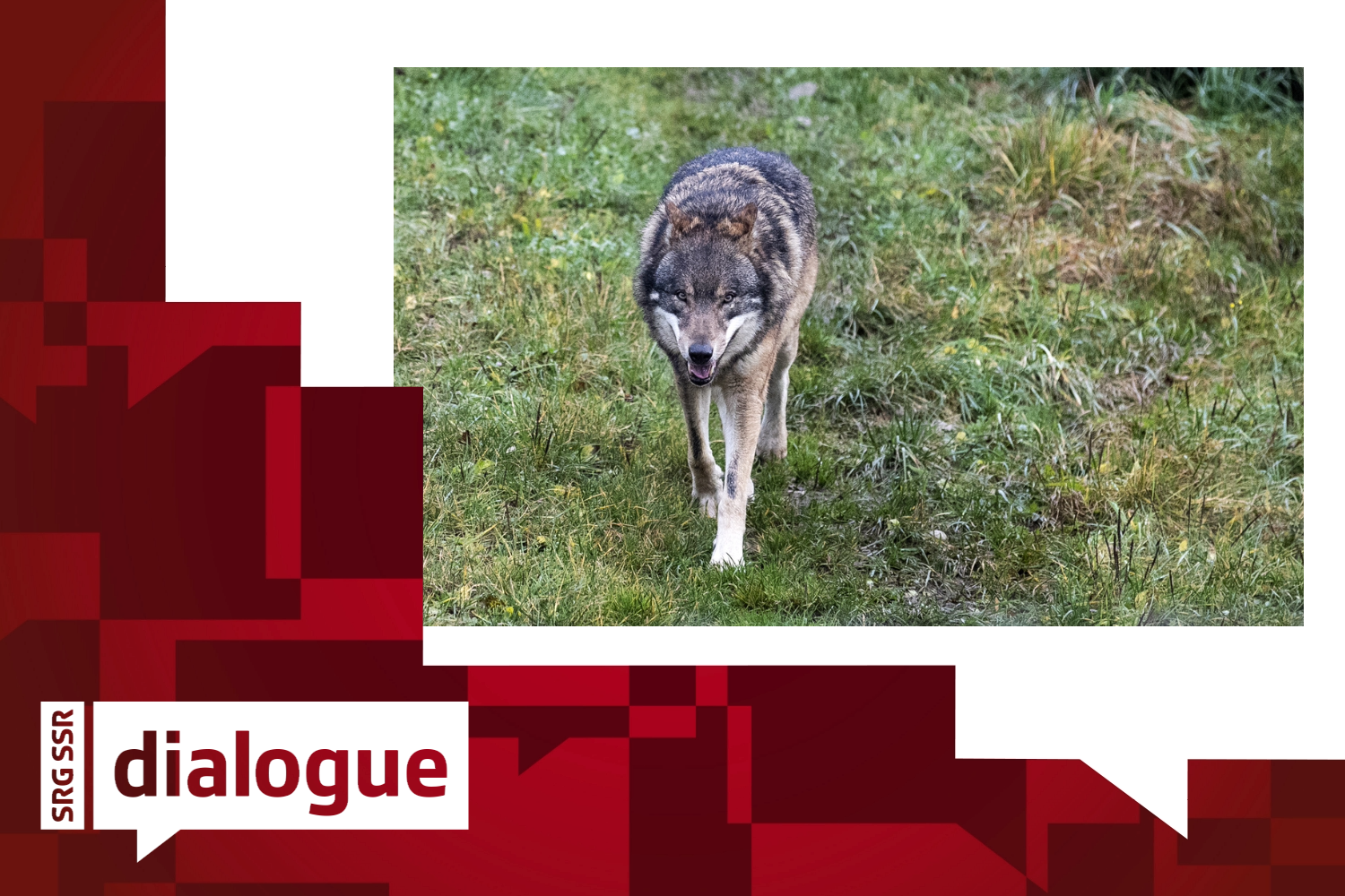 Ein Wolf läuft über die Wiese.