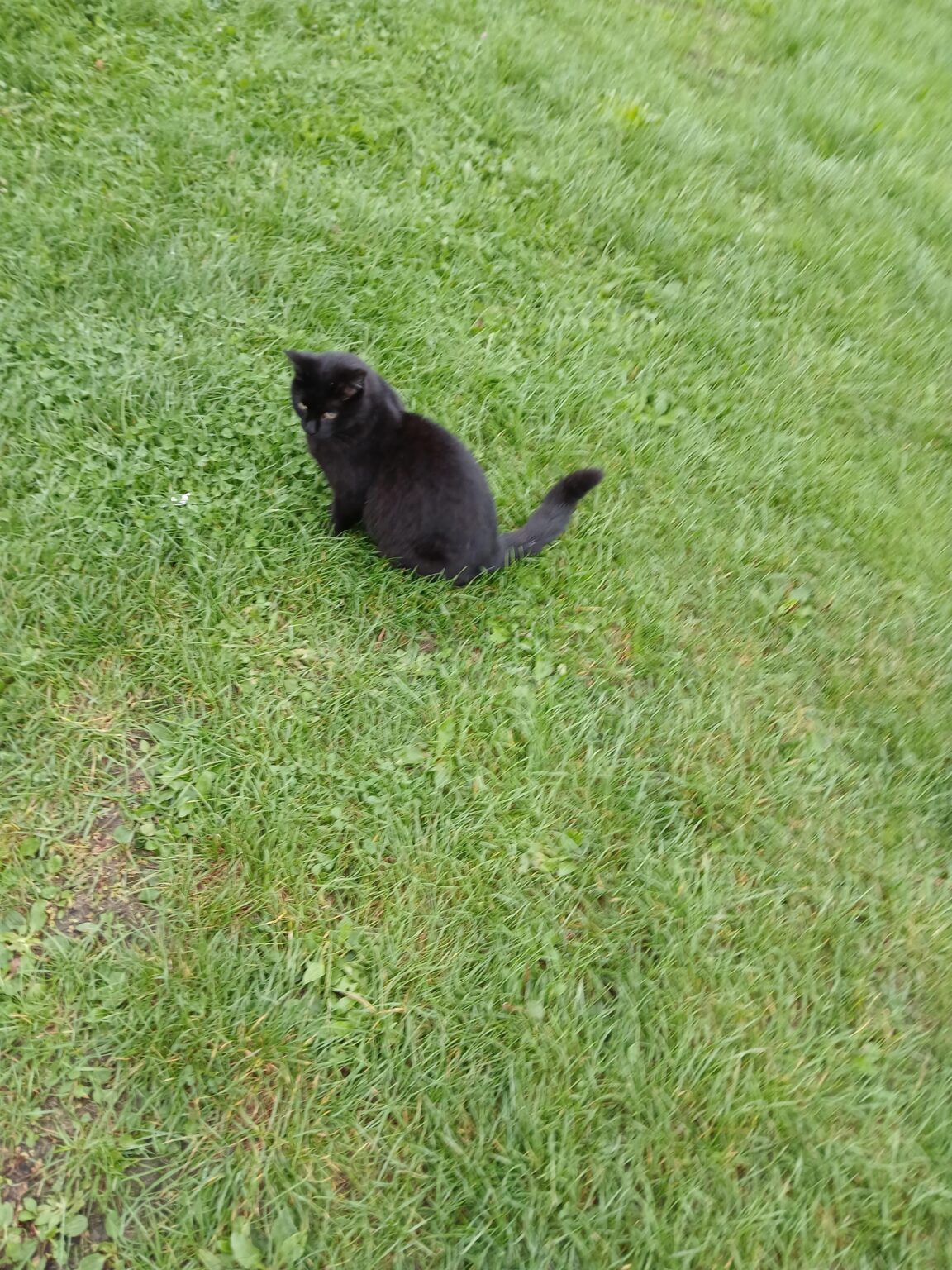 I found a cat and I don't know what to do