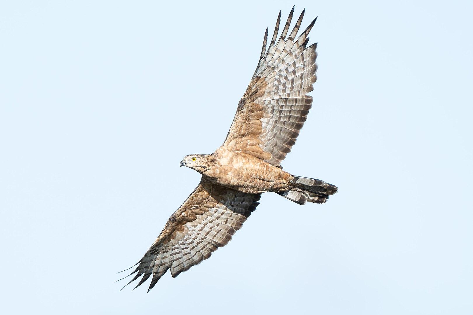 A Crested Honey Buzzard gliding over Malta. Photo: Kevin Gambin via Wikimedia Commons CC by SA