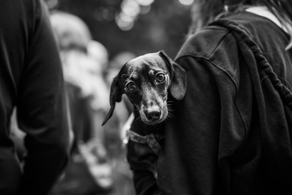 Dachshund parade in Cracow